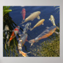 Search for koi posters Ponds