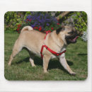 Search for harness mousepads Bob and pam langrish