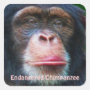 Search for chimp stickers Africa