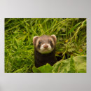 Search for cute ferret posters Funny