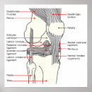 Search for anatomical posters Diagram