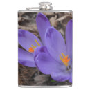 Search for purple crocus Blossom