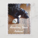 Search for bone postcards Labrador