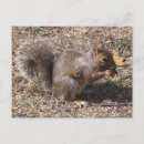 Search for backyard postcards Animal