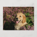 Search for retreiver postcards Puppy