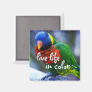 Search for bird magnets Colourful