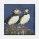 Search for beak magnets Wild
