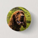 Search for setter badges Dog