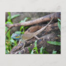 Search for chameleons postcards Pets