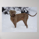 Search for weimaraner posters Happy