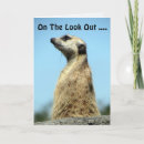 Search for meerkat birthday cards Fun