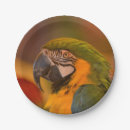 Search for parrot plates Pet