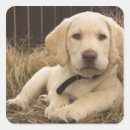 Search for labrador retriever puppy stickers Breed