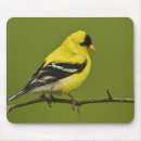 Search for breeding electronics Bird