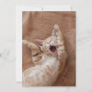 Search for yawning cards Cat