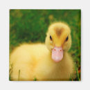 Search for ducklings magnets Baby animals