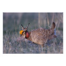Search for game birds posters Pattern