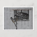 Search for chickadee postcards Winter