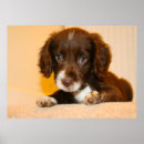 Search for springer spaniel dog posters Puppy