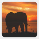 Search for elephants silhouette stickers Sunset