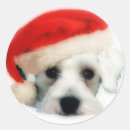 Search for miniature schnauzer crafts party Animals
