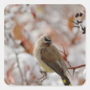 Search for cedar stickers Wildlife