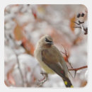 Search for an adult stickers Bird