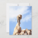Search for baboon cards Monkey