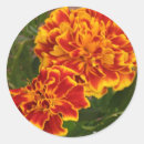 Search for marigold stickers Garden