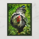 Search for black white silver postcards Red