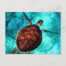 Search for sea turtle postcards Ocean
