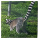 Search for lemur tiles Wildlife