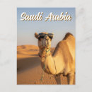 Search for arabia postcards Camel