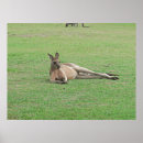 Search for kangaroos posters Wildlife