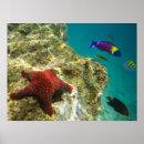 Search for underwater adventure posters Wildlife
