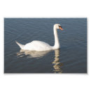 Search for mute swan posters White