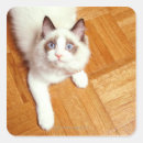 Search for ragdoll stickers Blue eyes