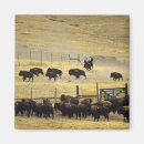 Search for bison magnets Usa