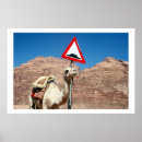 Search for hump posters Camels