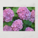 Search for bush postcards Plant