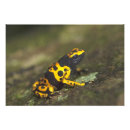 Search for dendrobates Yellow