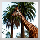 Search for funny giraffe posters Wildlife