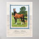 Search for arabians posters Stallion