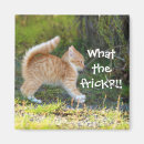Search for ginger magnets Kitten