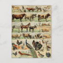 Search for cow and chicken postcards Goat