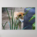 Search for dingo posters Animal