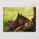 Search for pinto postcards Horse