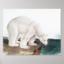 Search for ursus posters Polar bear