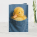 Search for duckling cards Cute