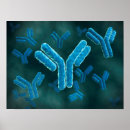 Search for chromosomes posters Nucleotide